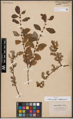 Salix aurita L. x Salix starkeana Willd.